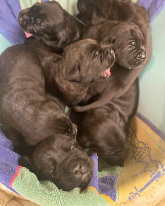 Cuccioli cane corso