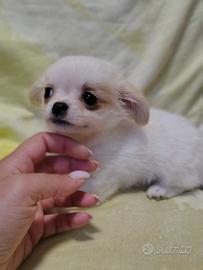 Chihuahua maschietto