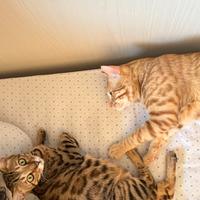 Meravigliosi gatti del bengala 800