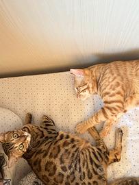 Meravigliosi gatti del bengala 800