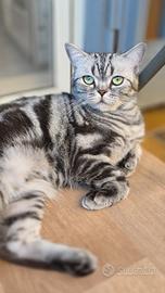British Shorthair whiskas