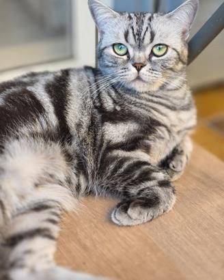 British Shorthair whiskas