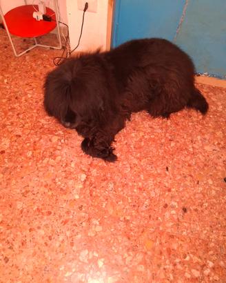 Due cuccioloni