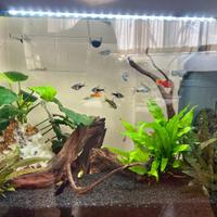 Acquario Juwel da 70 litri completo