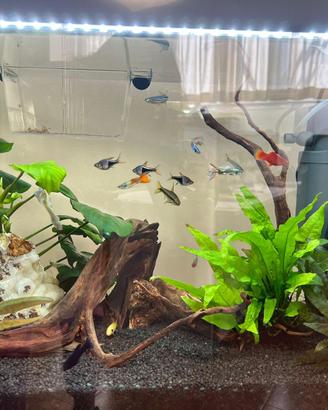 Acquario Juwel da 70 litri completo