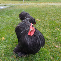 Coppia galline cocincina nana nera