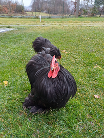 Coppia galline cocincina nana nera