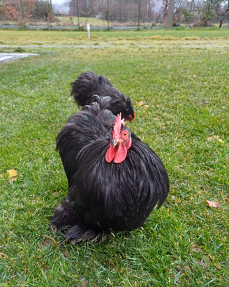 Coppia galline cocincina nana nera e materiale fec
