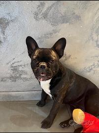 Bouledogue Francese per monta