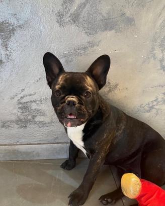 Bouledogue Francese per monta