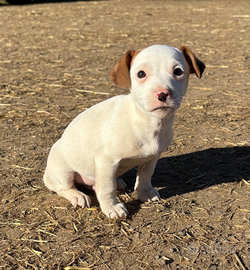 Jack Russell Terrier