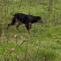 Cucciolo Breton tricolore