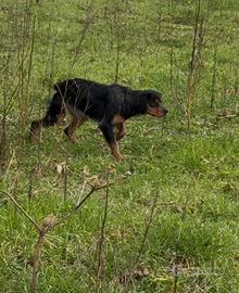 Cucciolo Breton tricolore