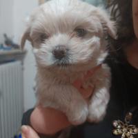 Maltese cucciolo