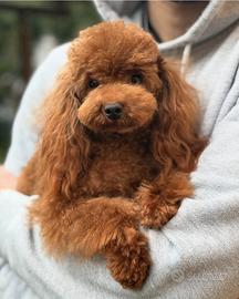 Stalloncino toy fulvo