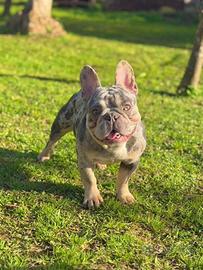 Bulldog x monta