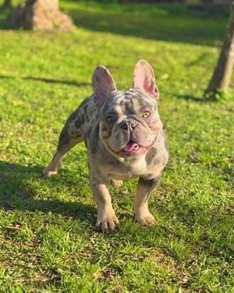Bulldog x monta