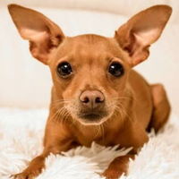 Pinscher