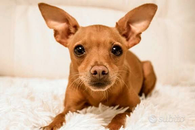 Pinscher
