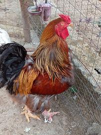Gallo brahma
