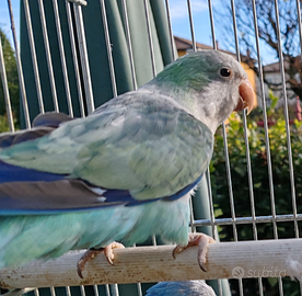 Monaco acquamarina del 2020