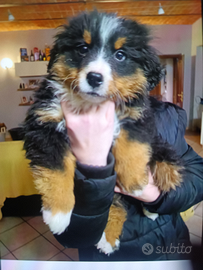 Cucciole di Bovaro del Bernese