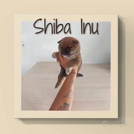 Shiba inu