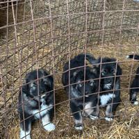 Cuccioli pastore del Caucaso