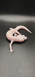 Geco leopardino maschio