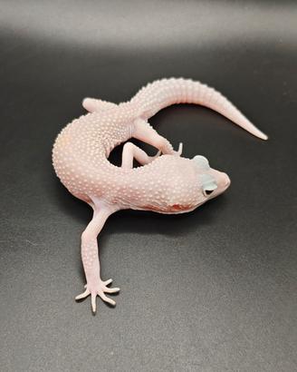 Geco leopardino maschio