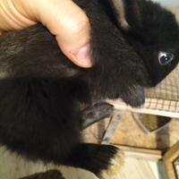 Conigli testa di leone