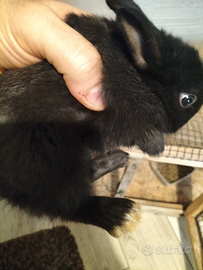 Conigli testa di leone