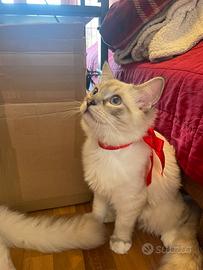 Gatto ragdoll
