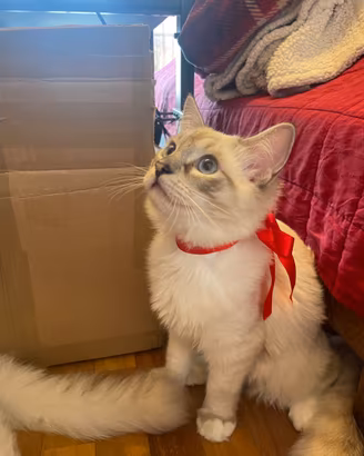 Gatto ragdoll