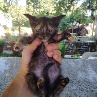 Gattini di 2 mesi