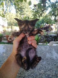 Gattini di 2 mesi