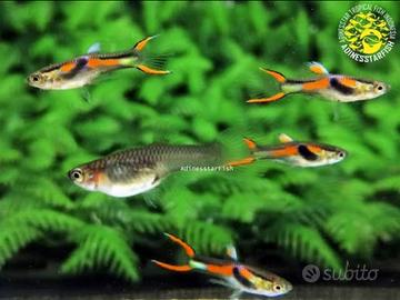 Endler Guppy black bar