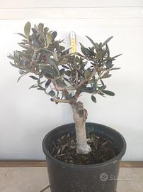 Ulivo prebonsai U29