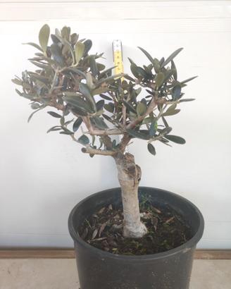 Ulivo prebonsai U29
