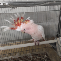 Pappagalli