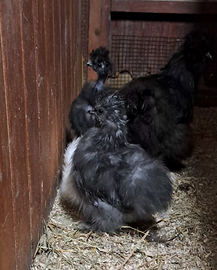 Pulcinotti moroseta SILKIE