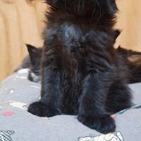 Cuccioli Maine Coon con Pedigree