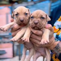 Cuccioli Pitbull