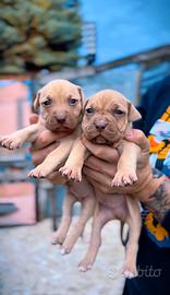 Cuccioli Pitbull