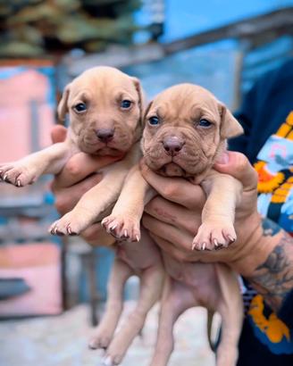 Cuccioli Pitbull