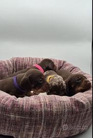 Bassotti nano kaninchen