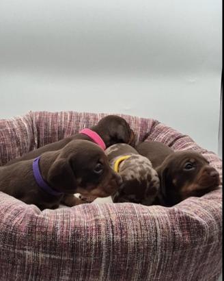 Bassotti nano kaninchen