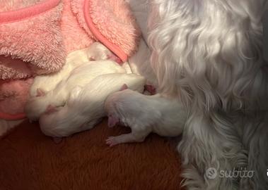 Cuccioli maltese