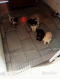 Cuccioli Lagotto Romagnolo