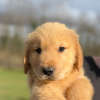 Texas cucciolo Golden retriever americano